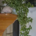 Planika *