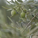 Planika Vikendica