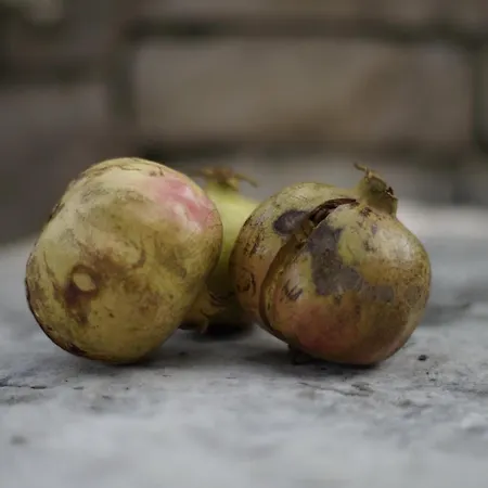 Planika Дом отдыха *